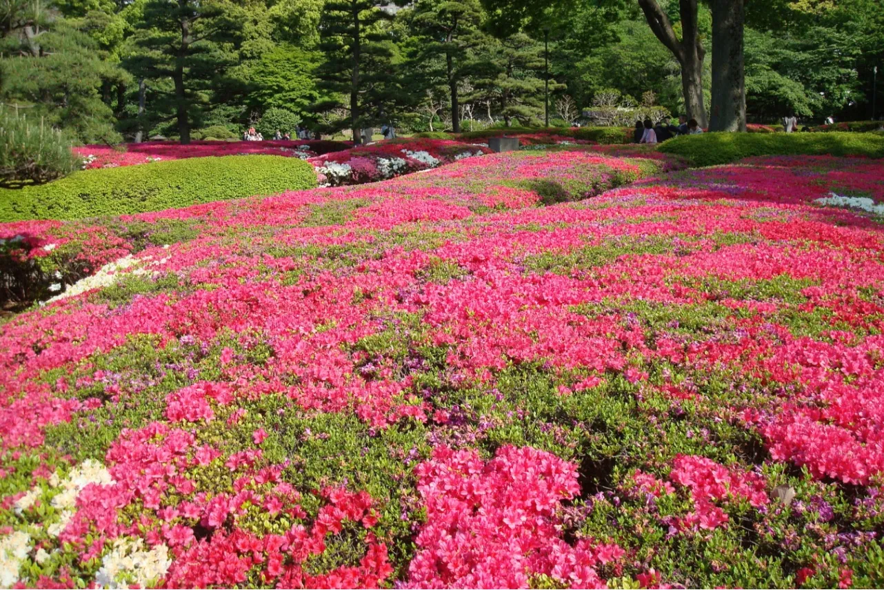 見ごろはいつ？デートで行きたい東京「つつじ」名所6選【2025】_2865681
