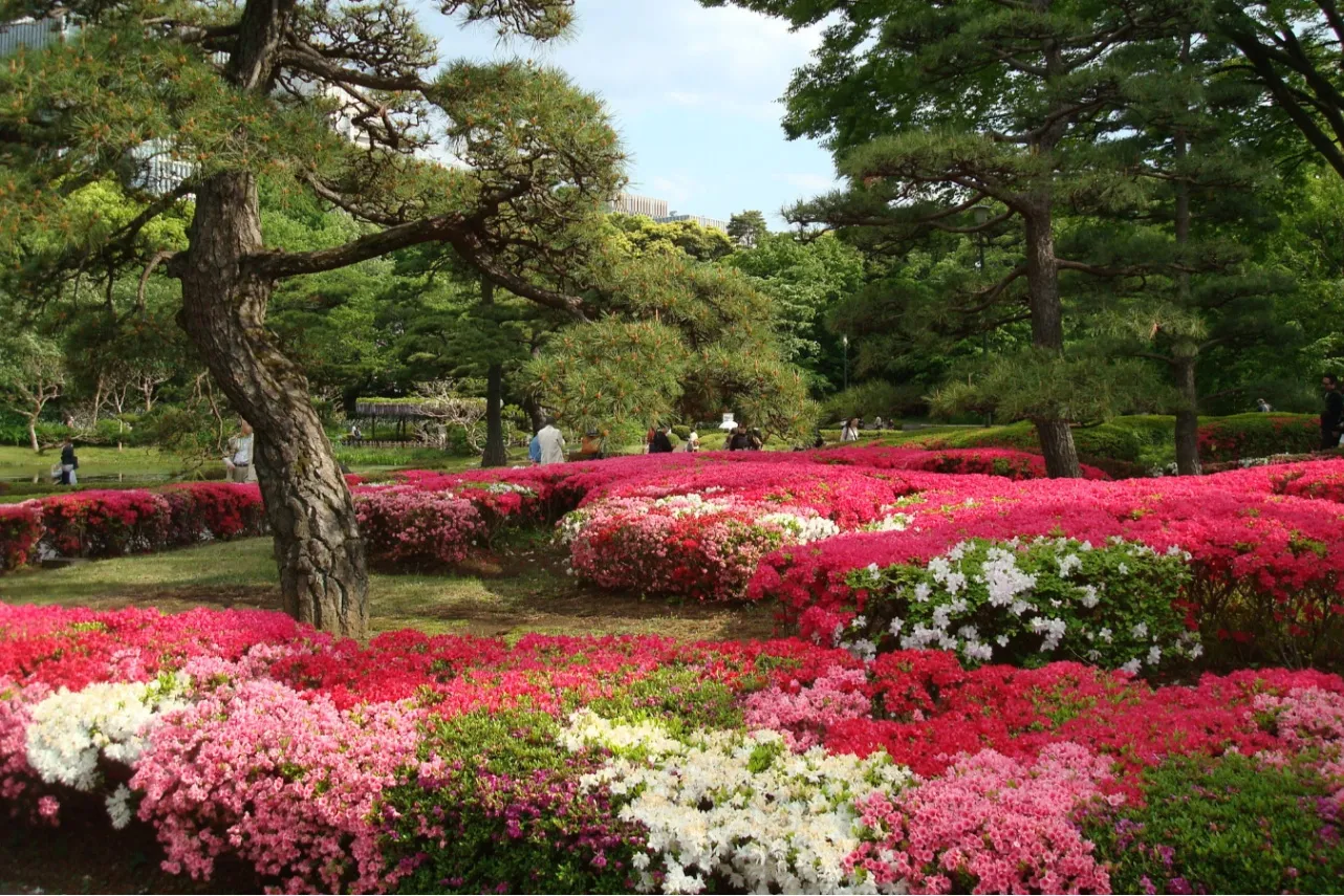 見ごろはいつ？デートで行きたい東京「つつじ」名所6選【2025】_2865682