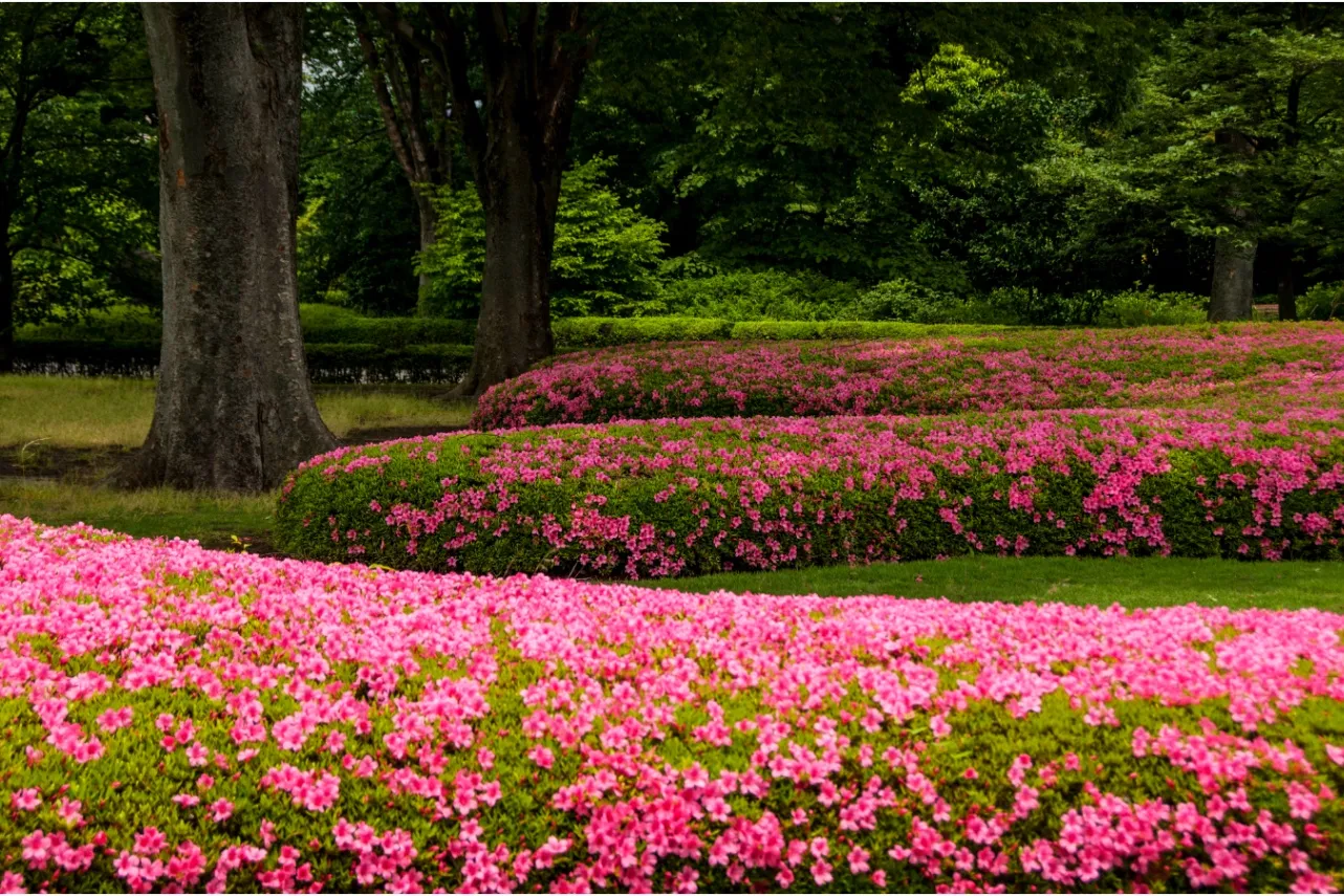 見ごろはいつ？デートで行きたい東京「つつじ」名所6選【2025】_2865683