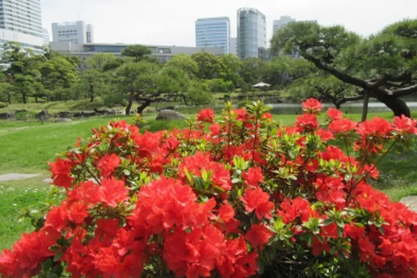 見ごろはいつ？デートで行きたい東京「つつじ」名所6選【2025】_2865685