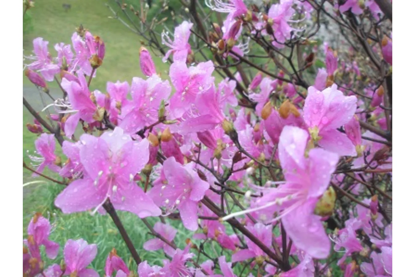 見ごろはいつ？デートで行きたい東京「つつじ」名所6選【2025】_2865686