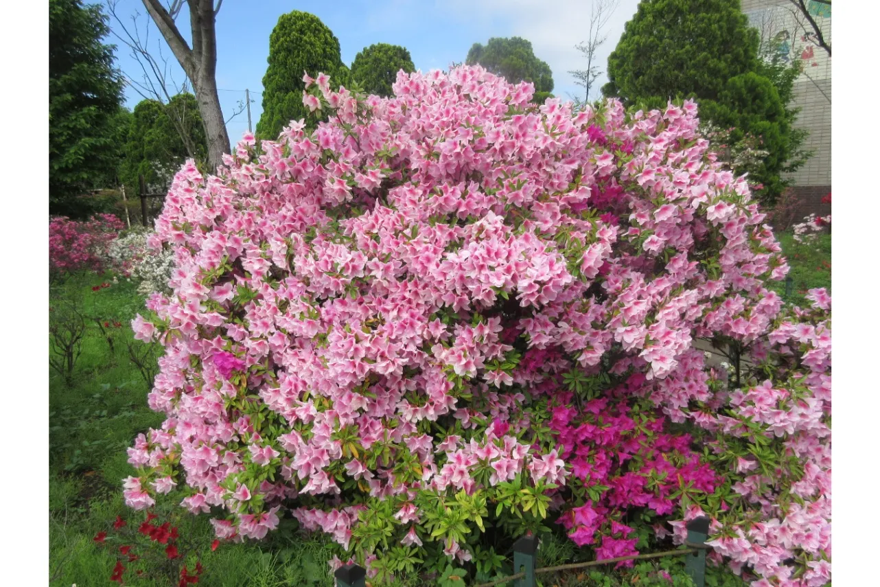 見ごろはいつ？デートで行きたい東京「つつじ」名所6選【2025】_2865693