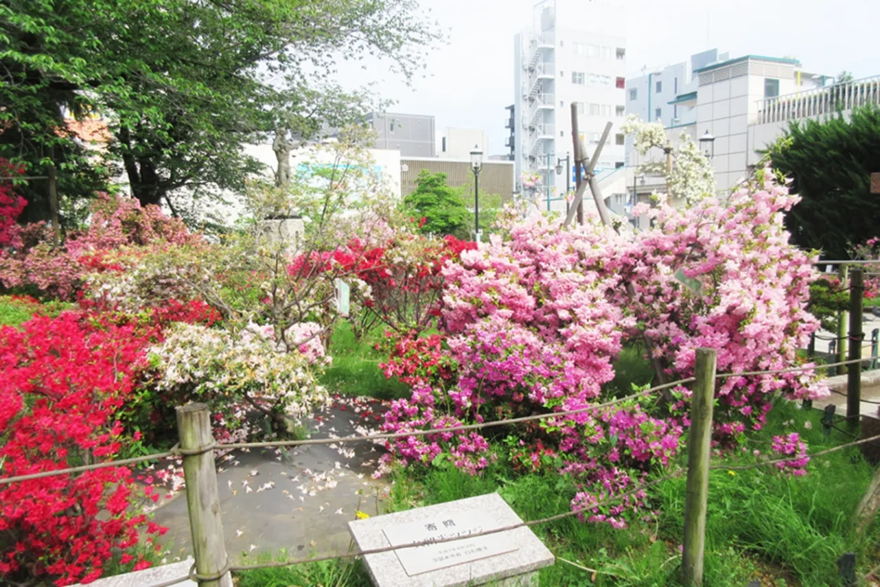 見ごろはいつ？デートで行きたい東京「つつじ」名所6選【2025】_2865694