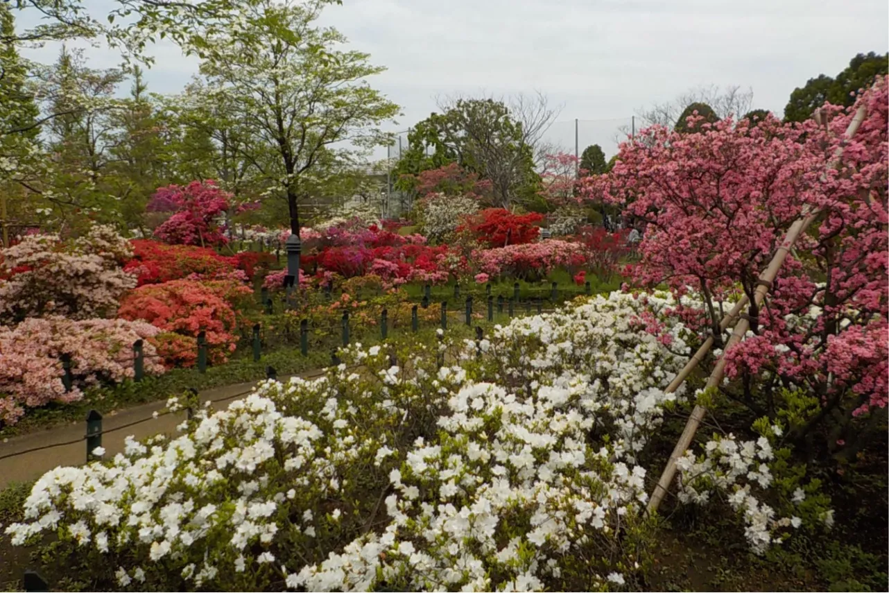 見ごろはいつ？デートで行きたい東京「つつじ」名所6選【2025】_2865696