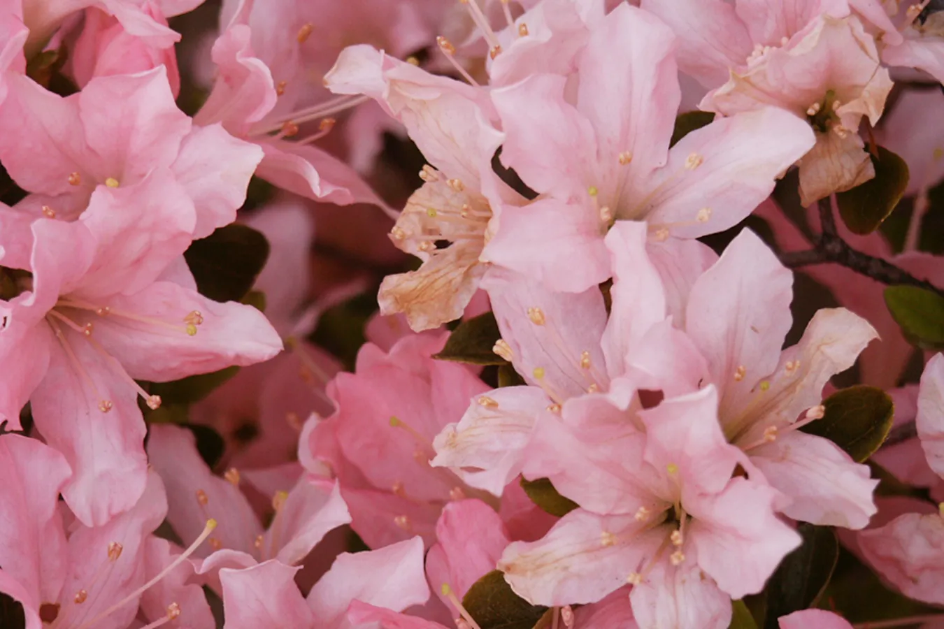 見ごろはいつ？デートで行きたい東京「つつじ」名所6選【2025】_2865697