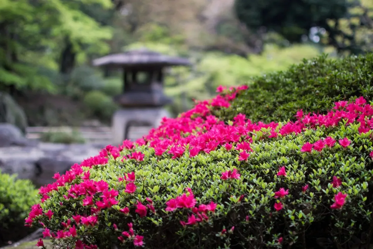 ▲画像提供：公益財団法人東京都公園協会