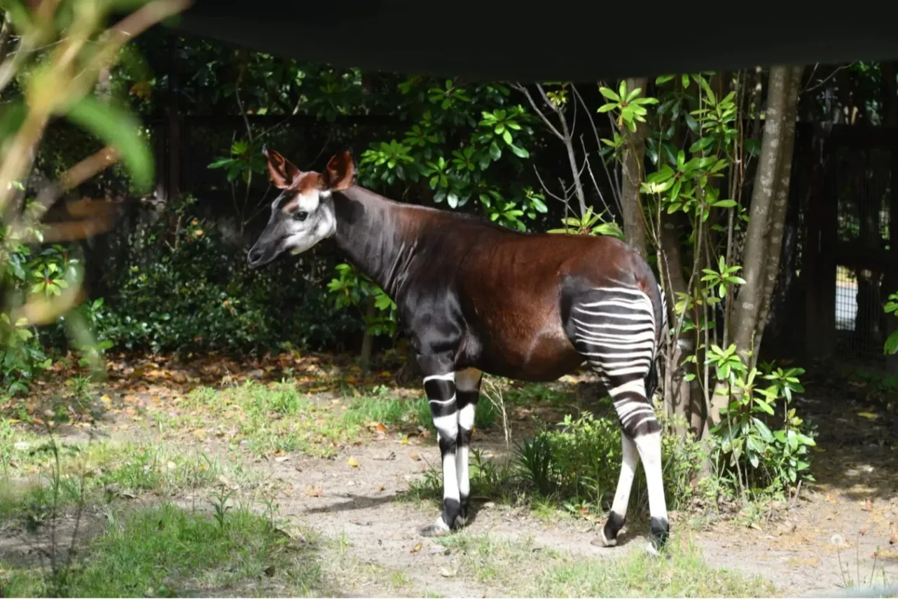 ▲オカピ（写真提供：よこはま動物園ズーラシア）