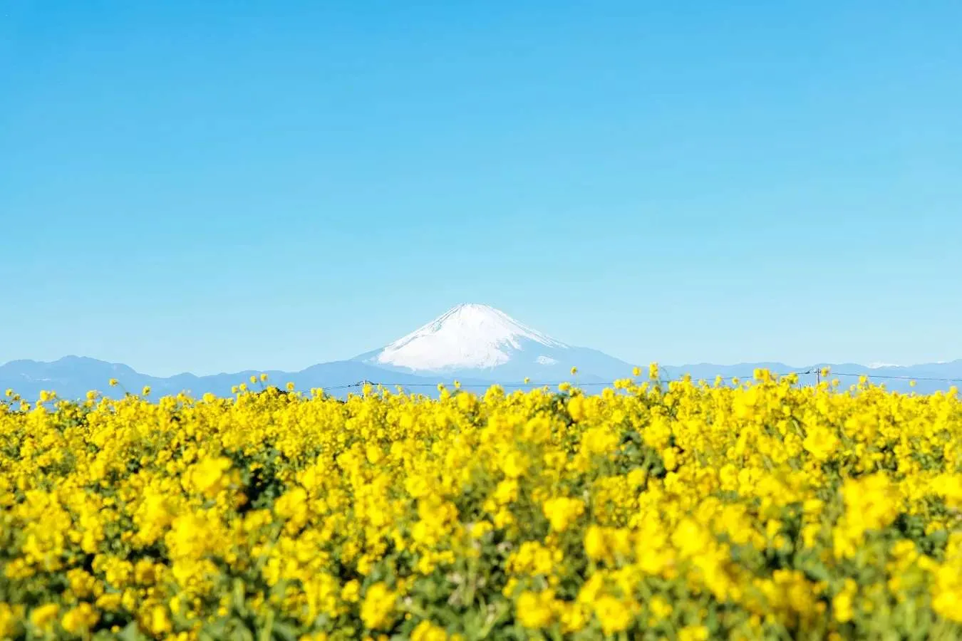 ▲菜の花