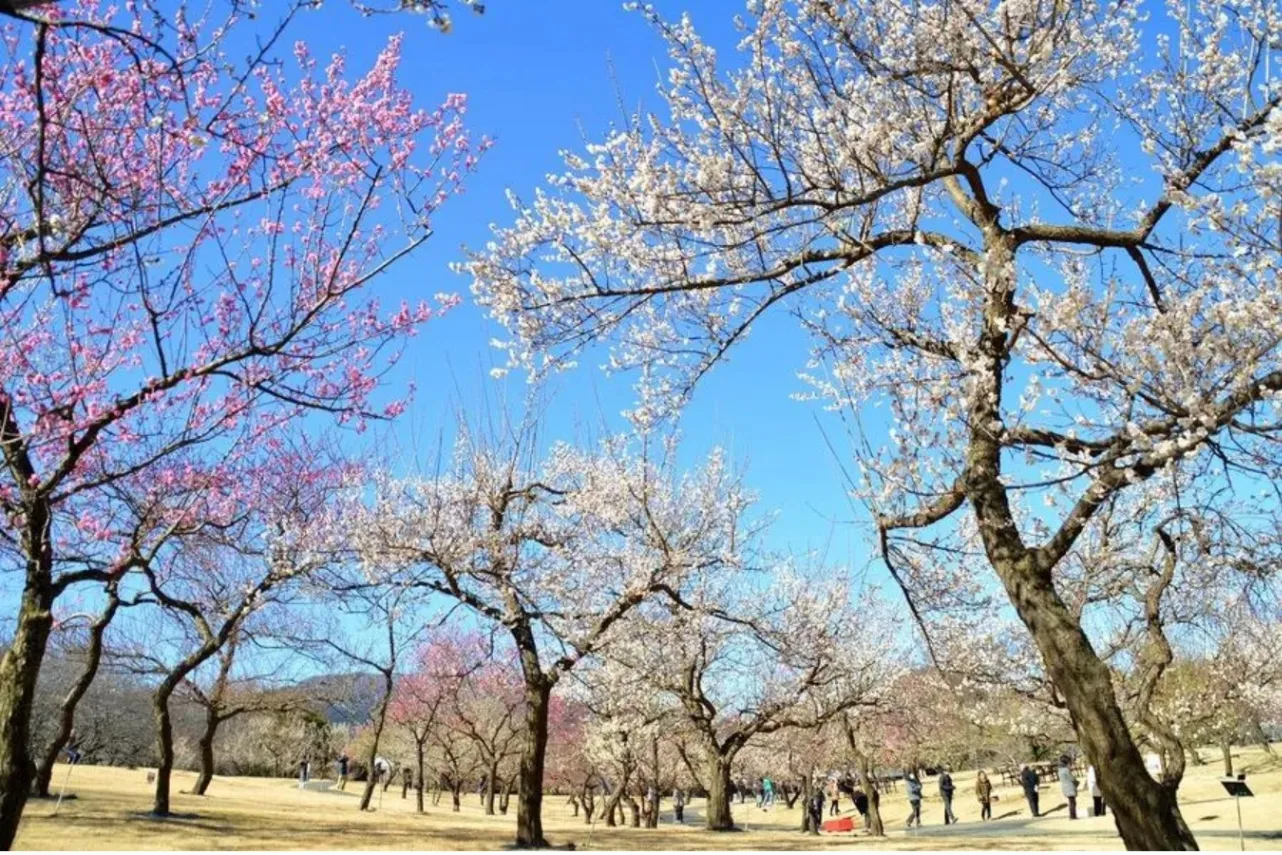 ▲関東最大級の多品種を誇る「渓流の梅園」（見ごろ：1月下旬～3月上旬）