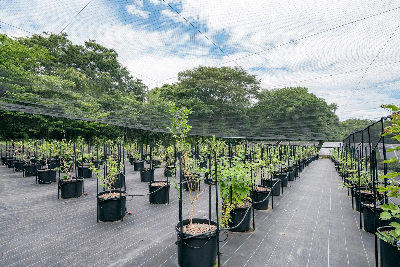 完全予約制！完熟が味わえるブルーベリー農園「Blueberry HILLS あつぎ」が神奈川にオープン_366414