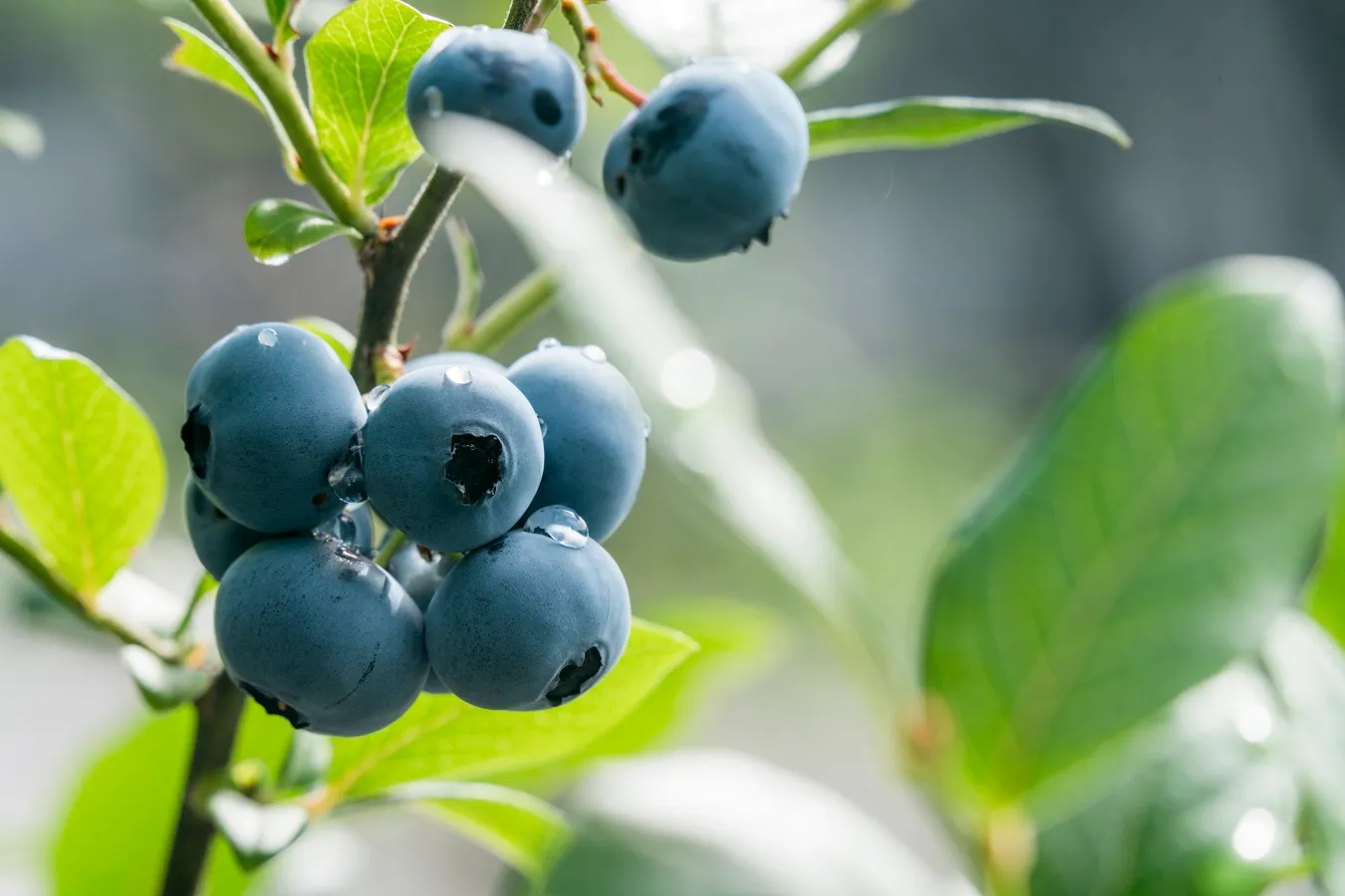 完全予約制！完熟が味わえるブルーベリー農園「Blueberry HILLS あつぎ」が神奈川にオープン_366415