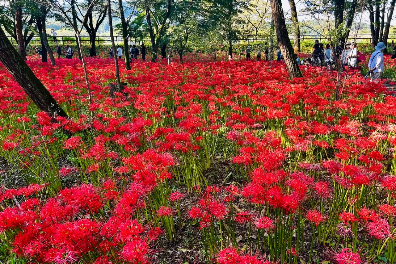 ▲「巾着田曼珠沙華公園」彼岸花の様子