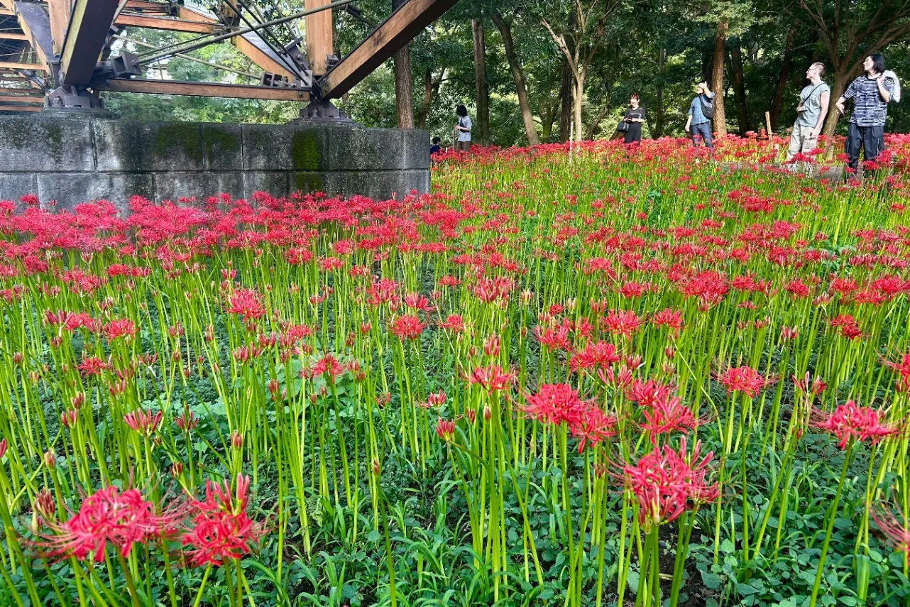 ▲あいあい橋の下の彼岸花はまだ開花前