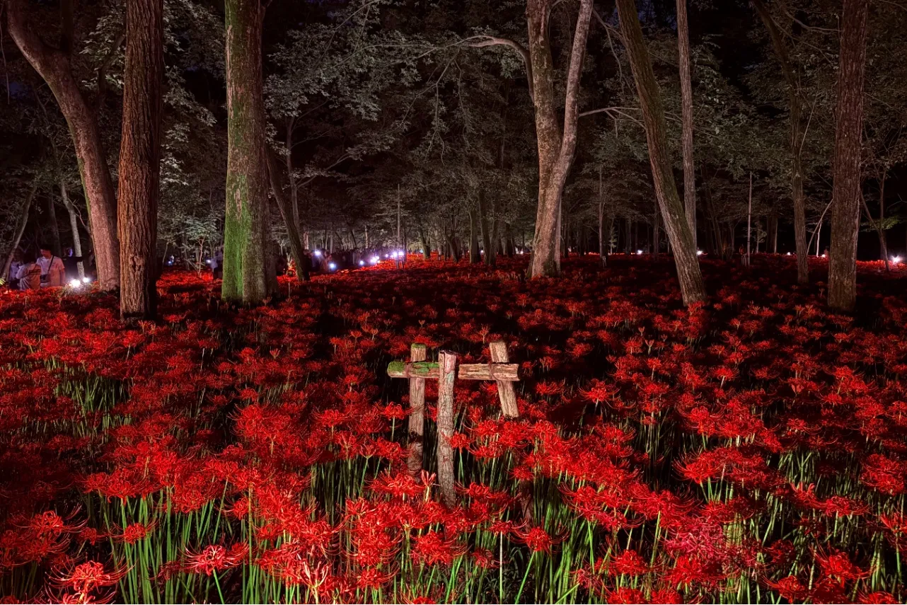 ▲「巾着田曼珠沙華公園」夜の様子