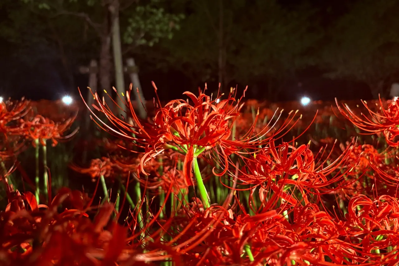 ▲「巾着田曼珠沙華公園」夜の様子