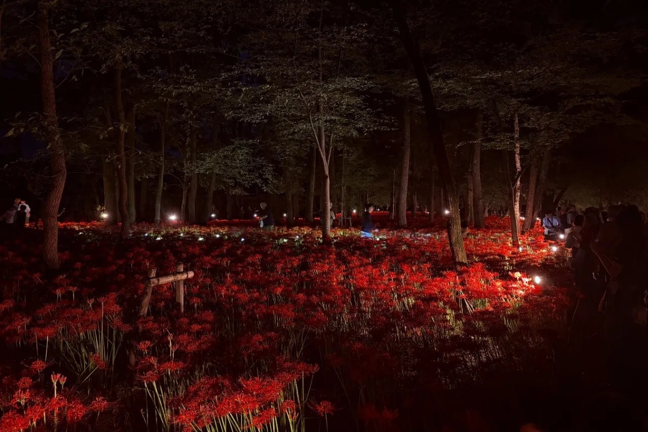 ▲「巾着田曼珠沙華公園」夜の様子