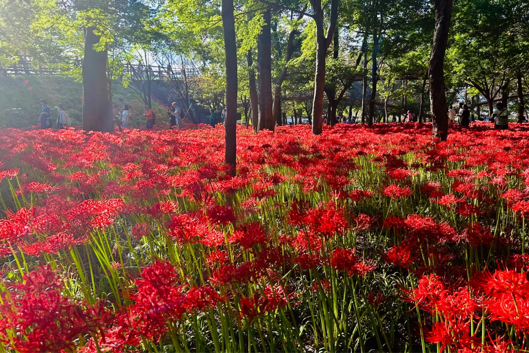 約500万本が咲く「巾着田曼珠沙華まつり」に行ってきた！開花状況などを取材｜2026