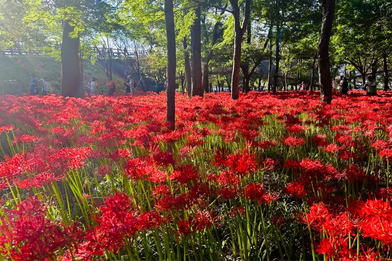 約500万本が咲く「巾着田曼珠沙華まつり」に行ってきた！開花状況などを取材｜2026