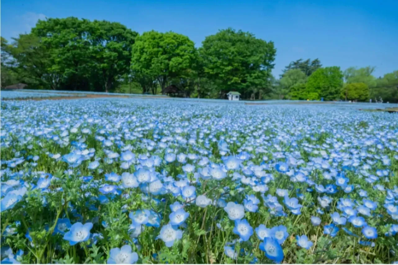 ▲ネモフィラ