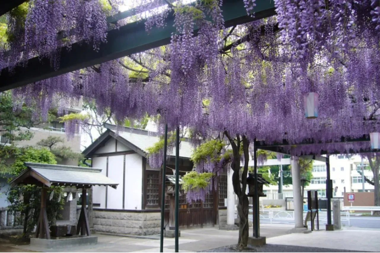 東京都内の花がきれいな場所・名所15選【春夏秋冬別】_3364462