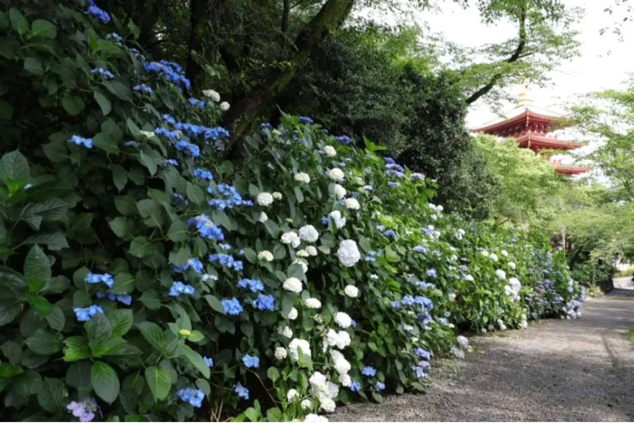 東京都内の花がきれいな場所・名所15選【春夏秋冬別】_3364465