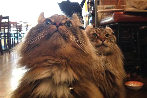 【新宿御苑】猫店長のいるカフェ「ディー・カッツェ」で優雅な休日