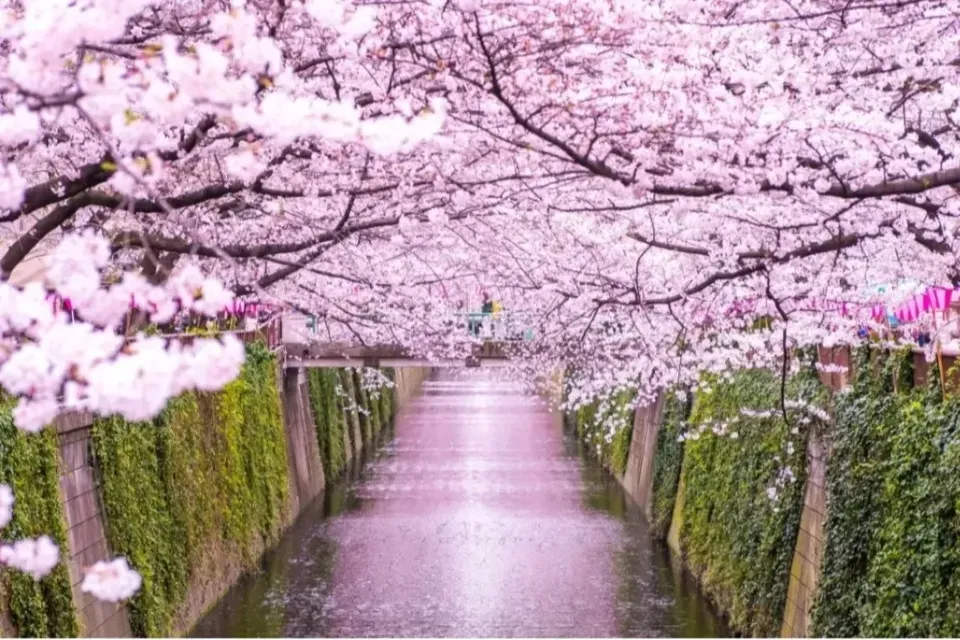 中目黒の桜や定番スポットを巡る。大人のための「半日散歩コース」