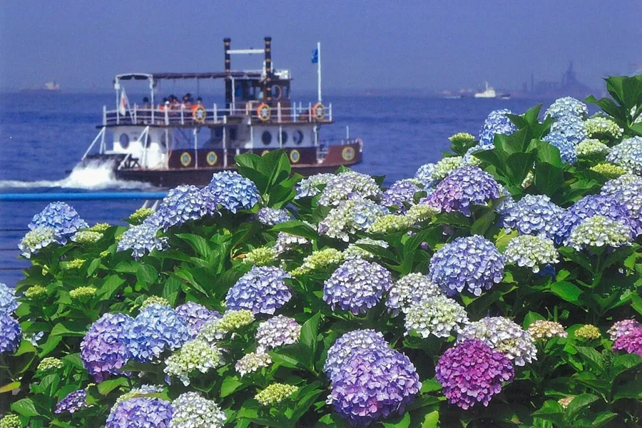 横浜のあじさい名所3選！見ごろ、特色を紹介【2025】_2486006