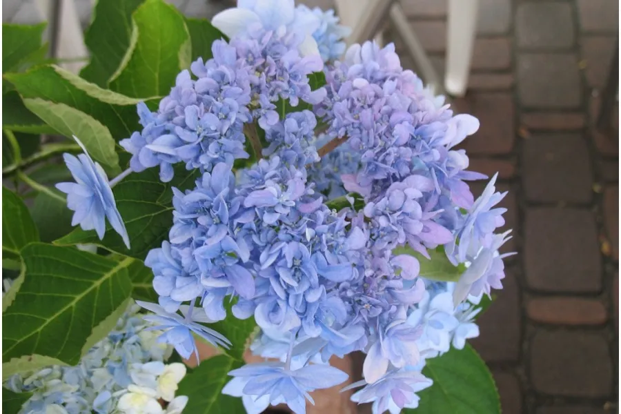 横浜のあじさい名所3選！見ごろ、特色を紹介【2025】_2486008