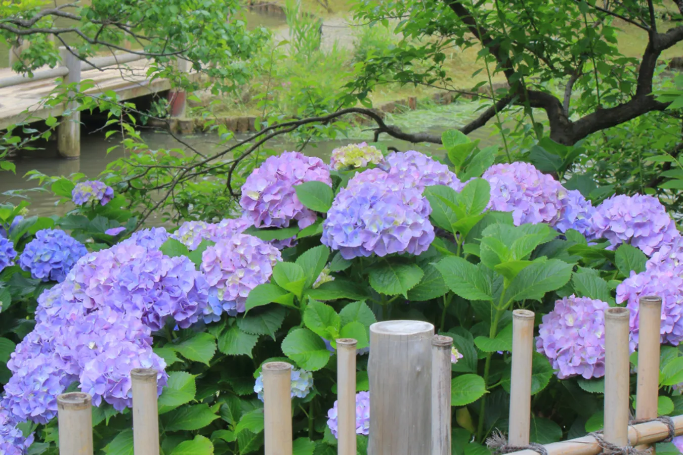 横浜のあじさい名所3選！見ごろ、特色を紹介【2025】_2486009