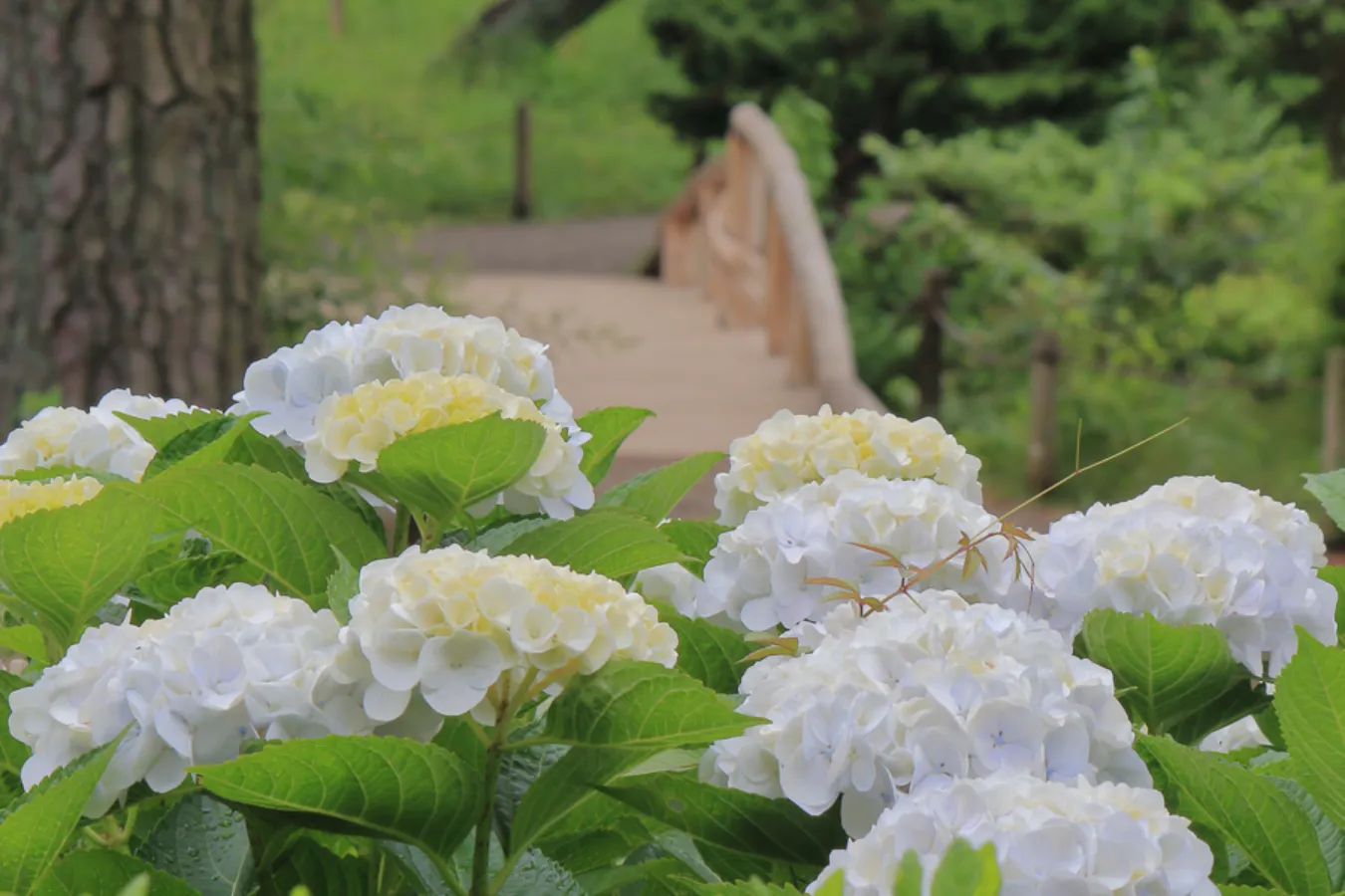 横浜のあじさい名所3選！見ごろ、特色を紹介【2025】_2486010