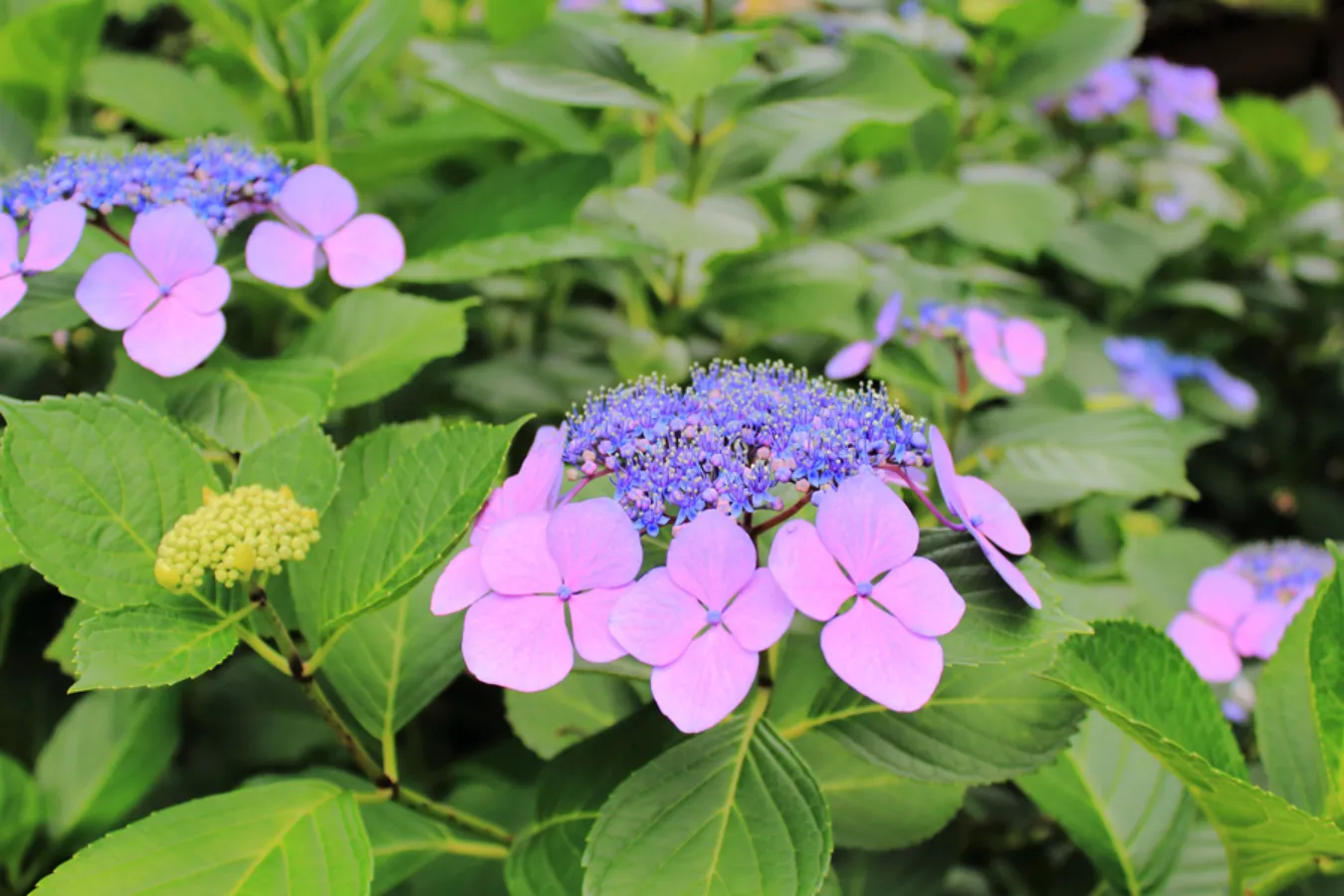 横浜のあじさい名所3選！見ごろ、特色を紹介【2025】_2486011