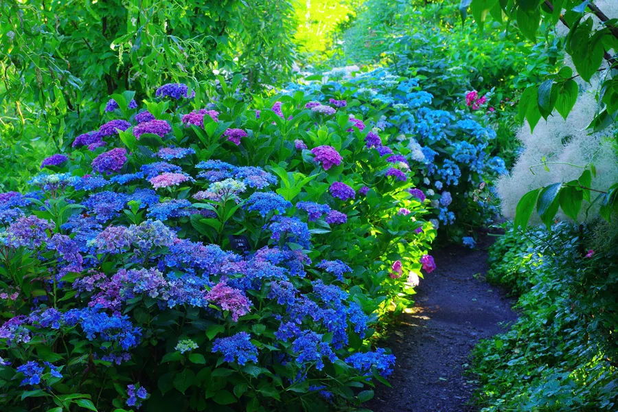 横浜のあじさい名所3選！見ごろ、特色を紹介【2025】_2486013