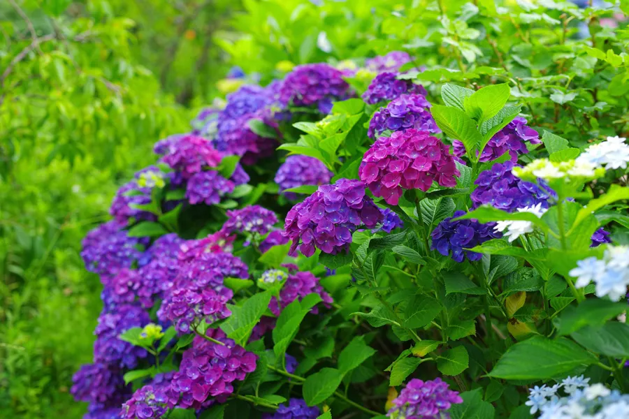 横浜のあじさい名所3選！見ごろ、特色を紹介【2025】_2486014