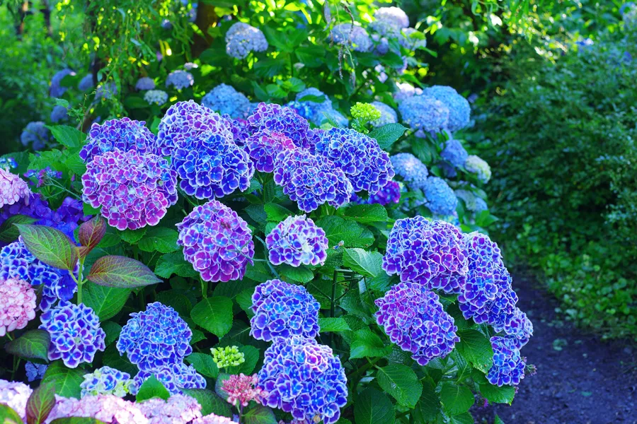 横浜のあじさい名所3選！見ごろ、特色を紹介【2025】_2486015