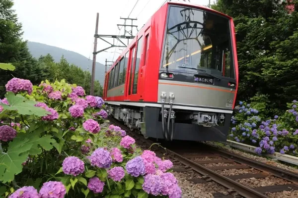 箱根あじさい電車も！箱根「あじさいの名所」3選