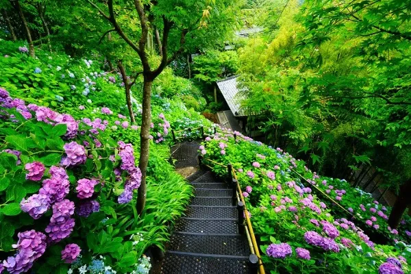 名所から穴場まで！鎌倉あじさいスポット5選