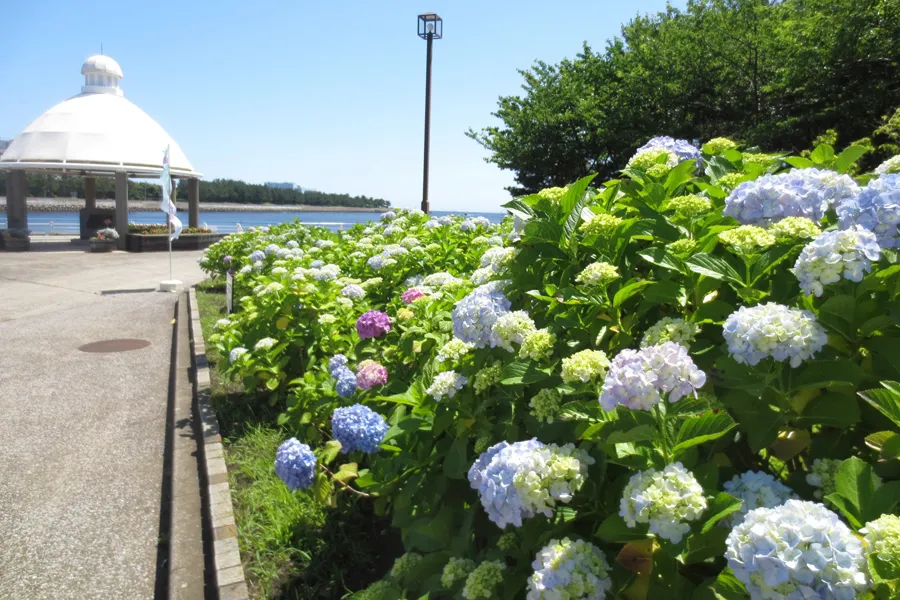 横浜・八景島シーパラダイスのあじさい