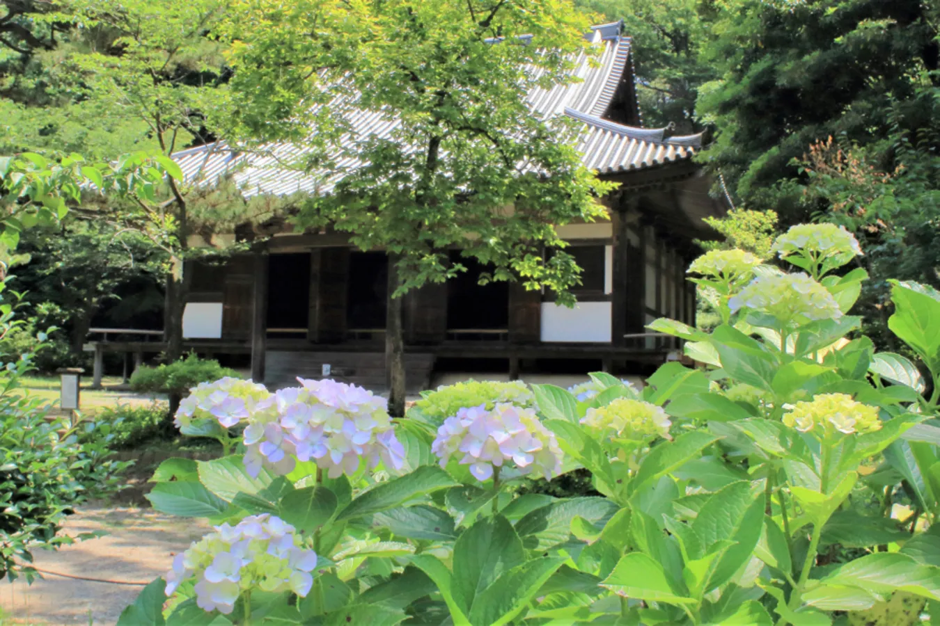 三溪園のあじさい