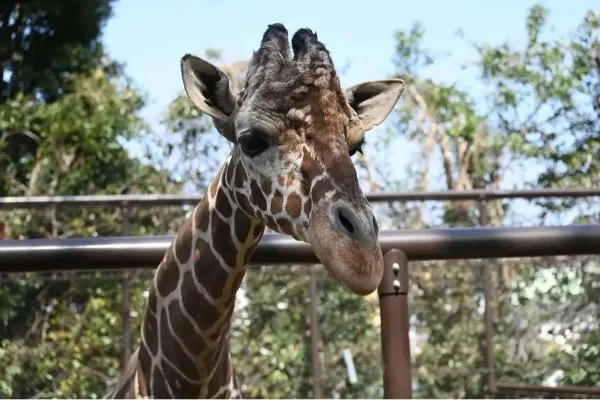デートで行きたい！都内＆東京近郊の動物園10選