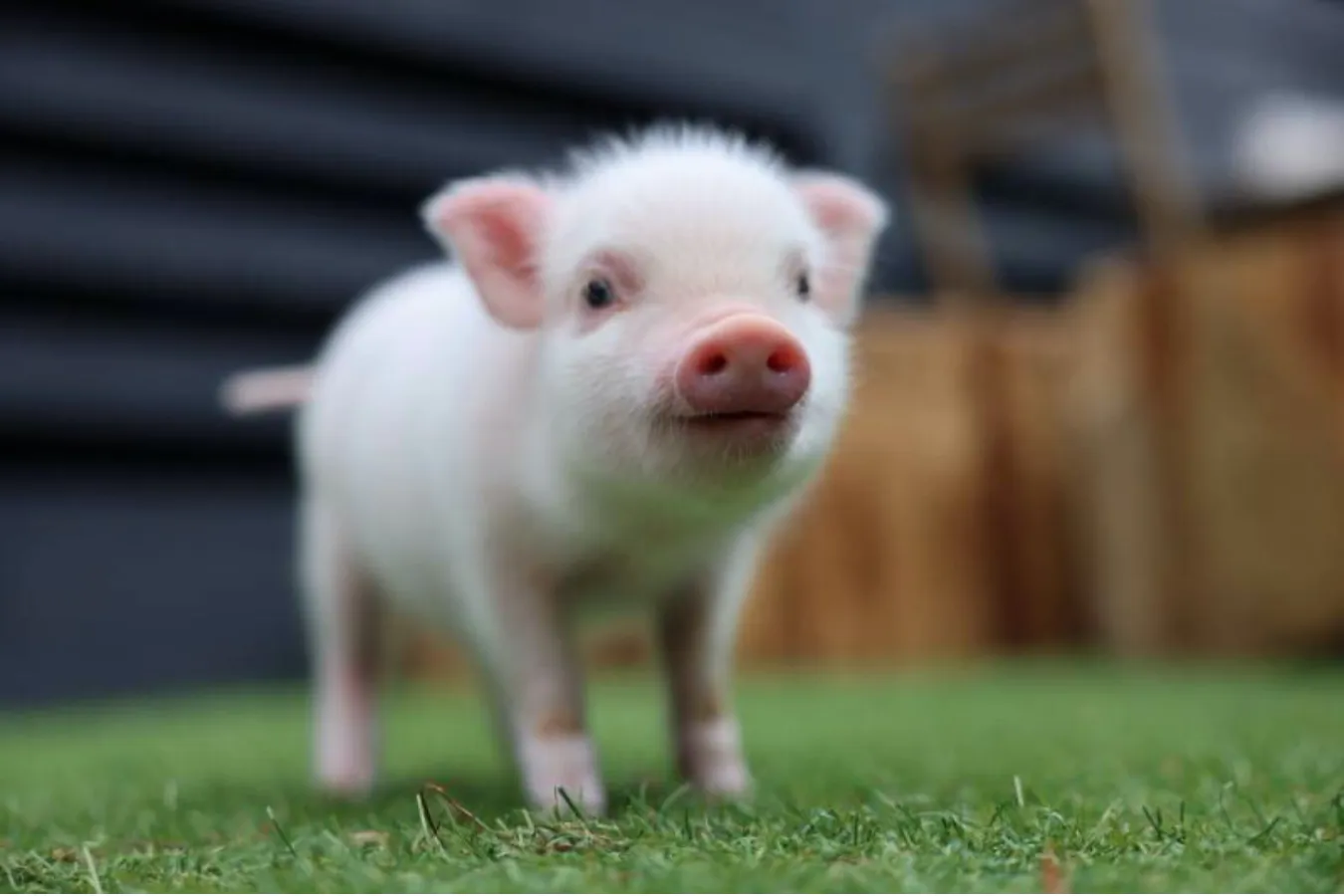 【代々木公園】マイクロブタと個室で触れあえる「pignic cafe」オープン_436991