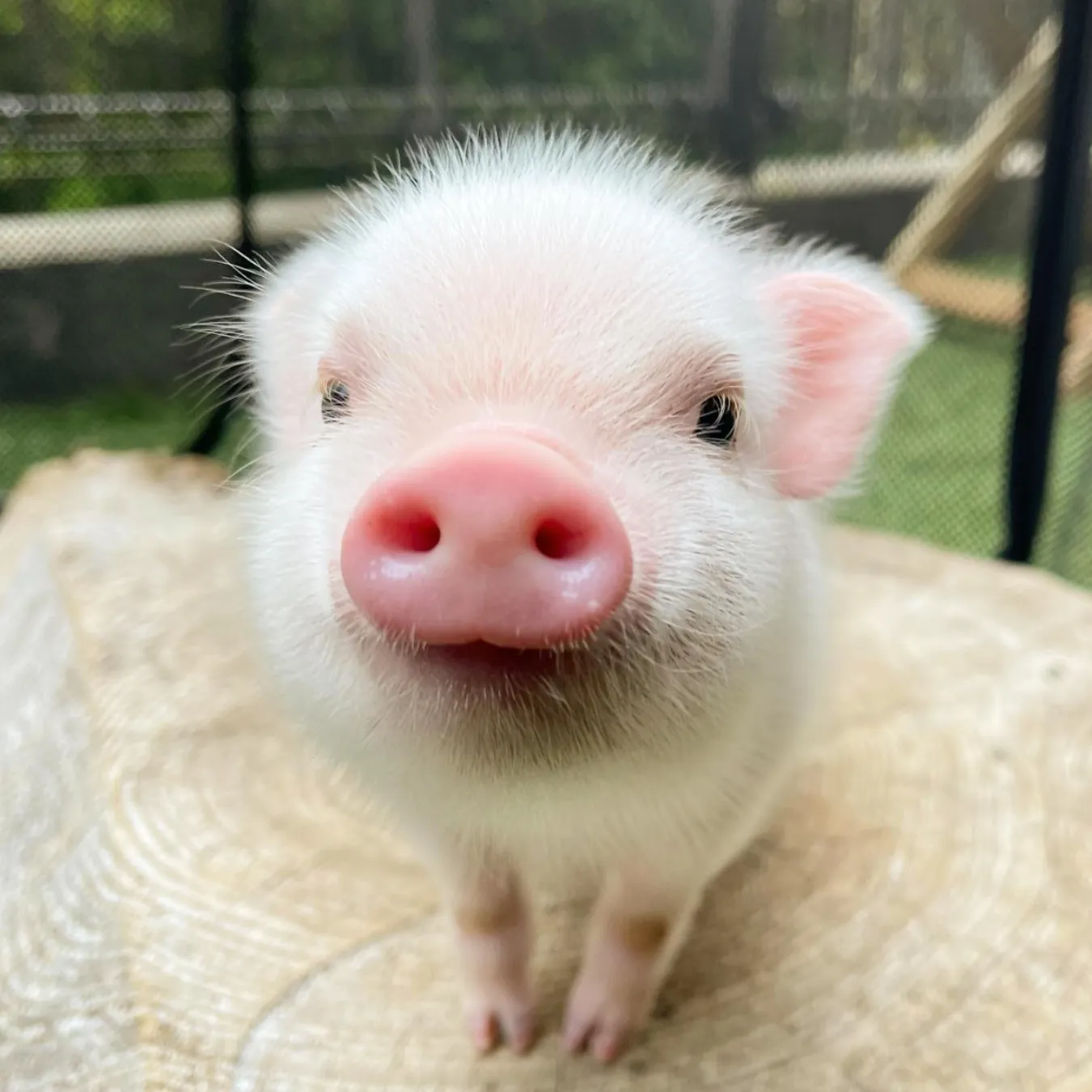 【代々木公園】マイクロブタと個室で触れあえる「pignic cafe」オープン_436993