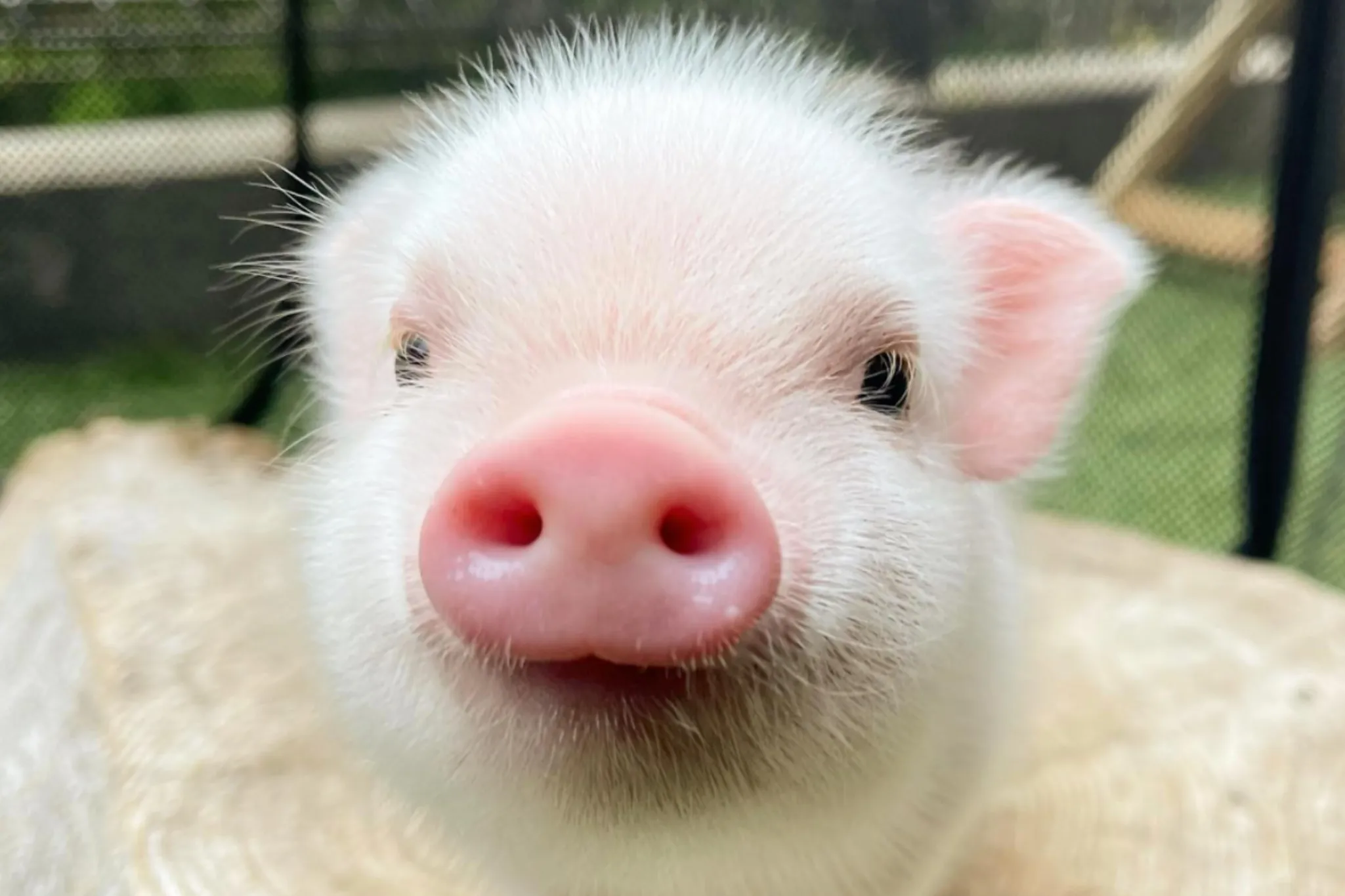 【代々木公園】マイクロブタと個室で触れあえる「pignic cafe」オープン