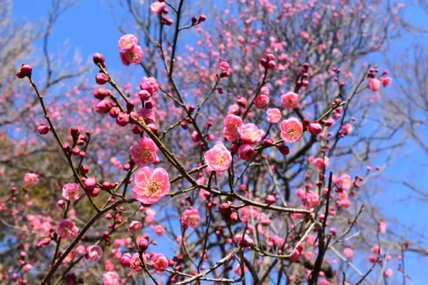 梅の花の見ごろはいつ？都内の梅まつり・梅の名所8選【2025年】