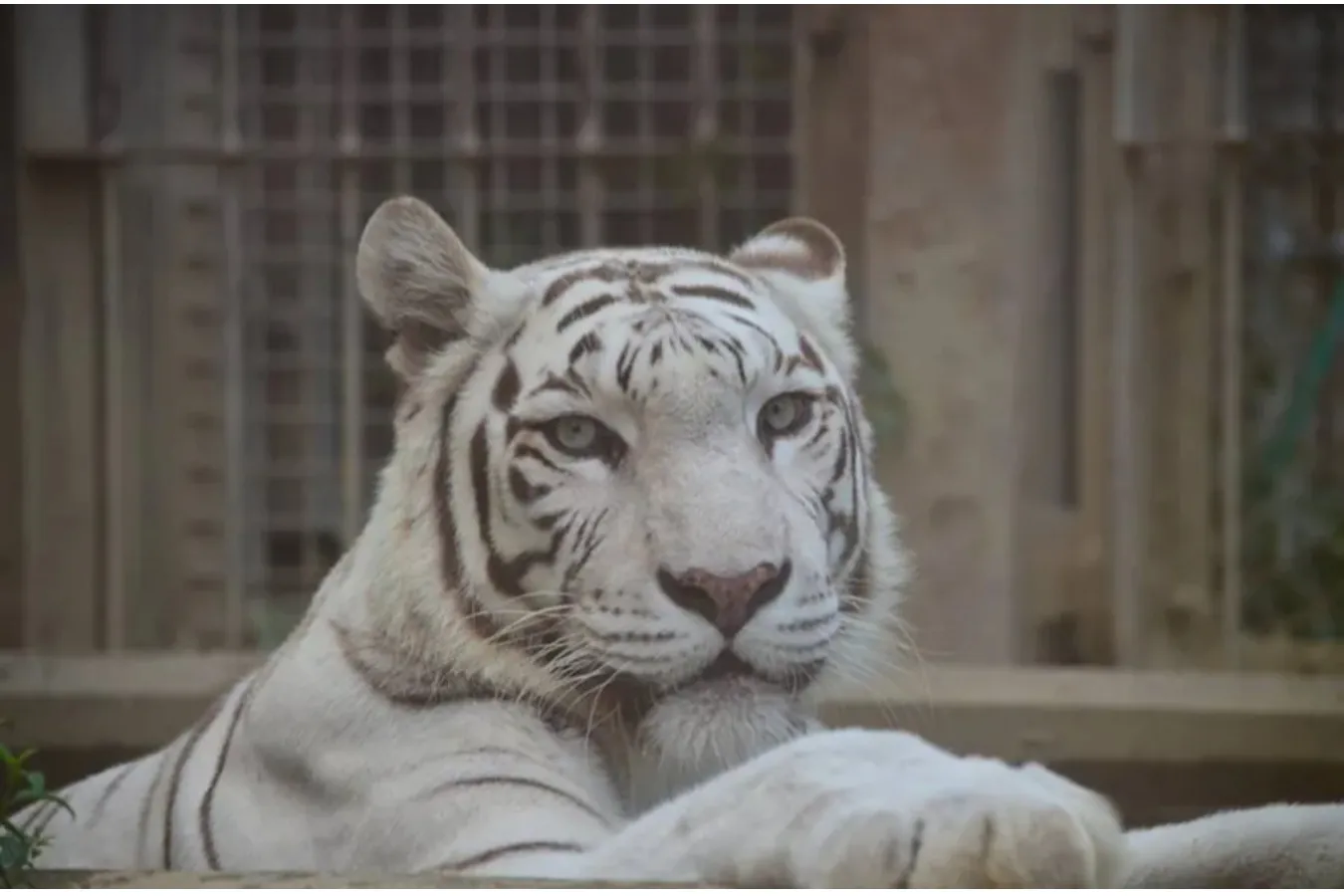 ▲ホワイトタイガー