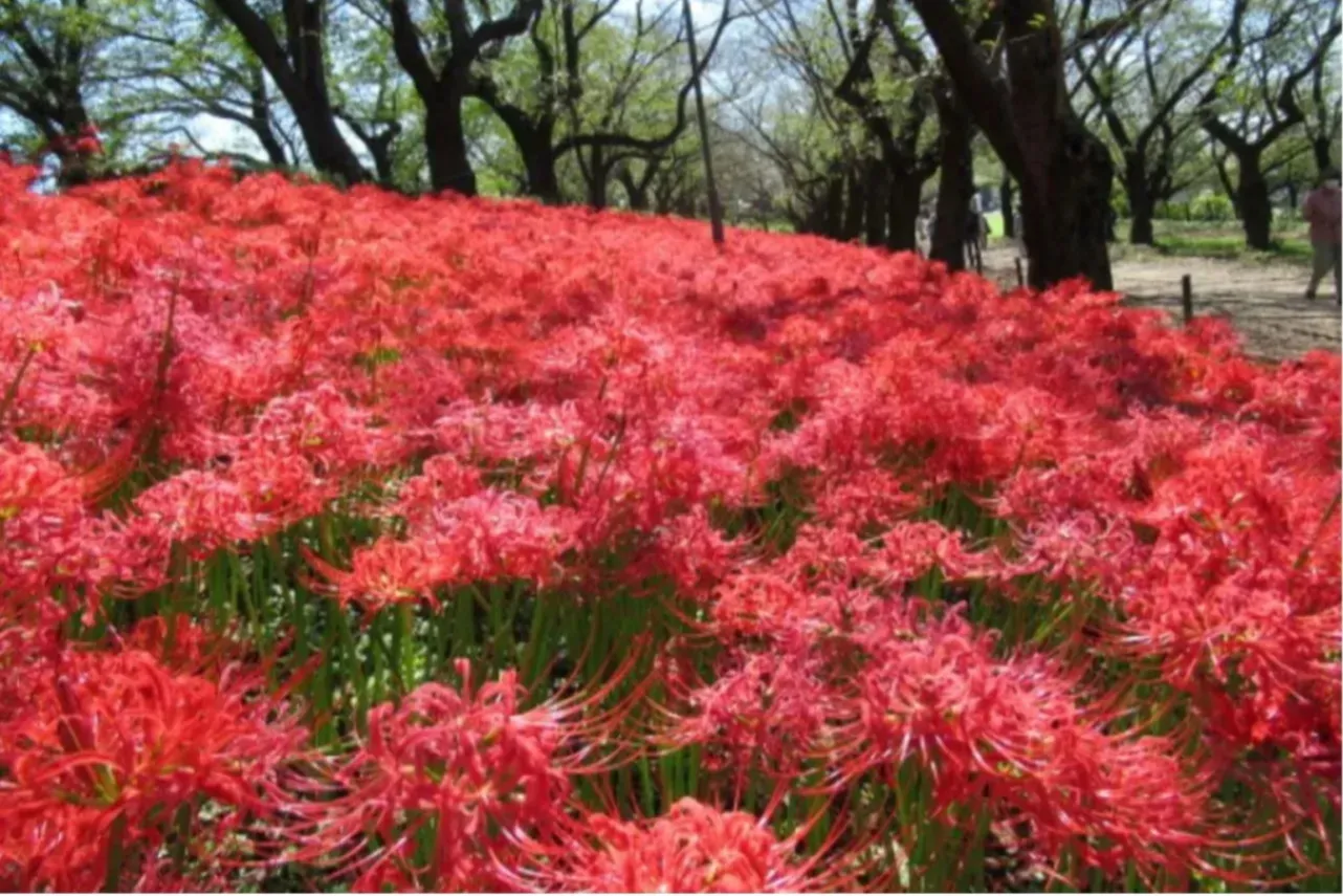 埼玉デートで行きたい！オススメのおでかけスポット25選_2796997