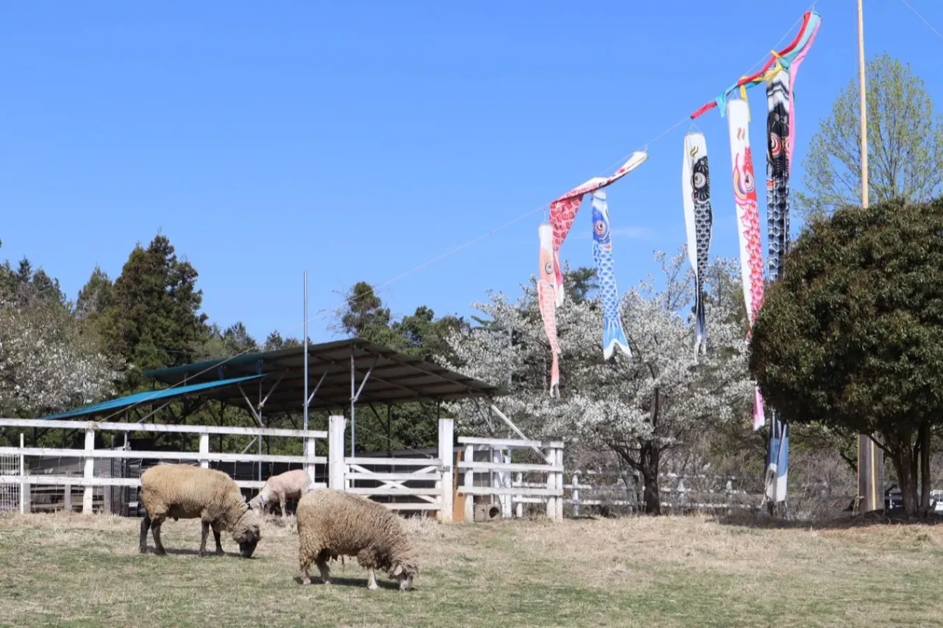 ▲ふれあい牧場