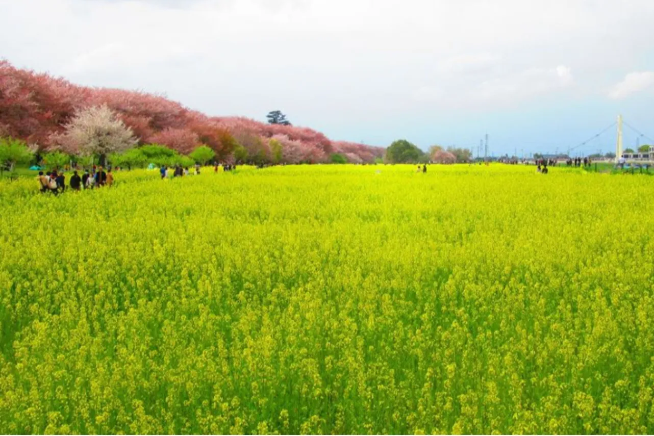 ▲菜の花