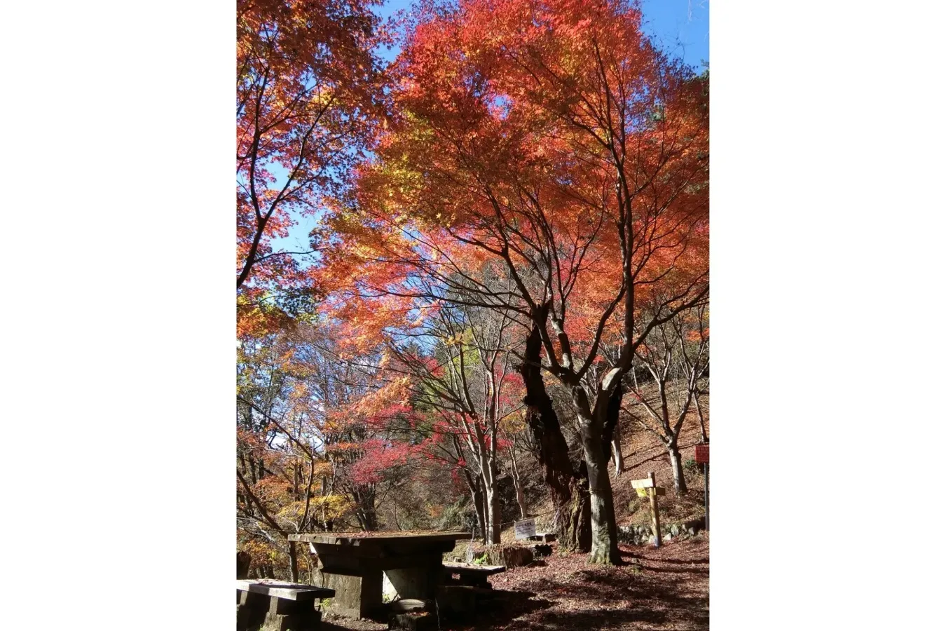 ▲紅葉シーズンの景観　※写真提供：青梅市