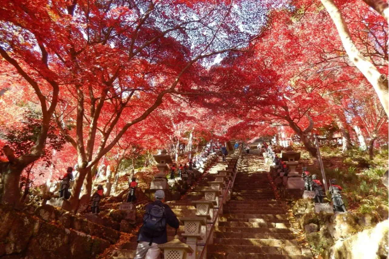 ▲大山寺本堂前階段の紅葉